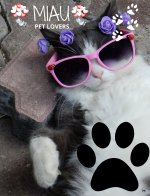 LINEA PARA GATITOS MIAU